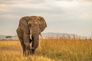 Mara Triangle Conservancy, Masai Mara Conservancy, Masai Mara Conservancy Camps, Mara Conservancy fee, Mara conservancy map