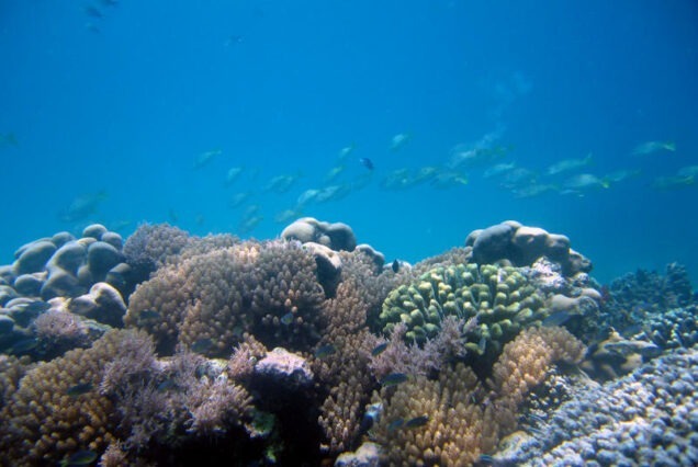 Mombasa marine national park, Mombasa Marine Park, Snorkeling Mombasa Marine Park, Marine national park Mombasa, Marine Park Mombasa. 3 Days Mambrui Sand Dunes Package, Vasco Da Gama Pillar, Mida Creek Kenya, Gede Ruins, Malindi Marine Park. Tourist attractions in Kwale county, Best places to visit in Kwale county, Best time to visit Kwale county, Things to do in Kwale county, Accommodations in Kwale county.Zanzibar 3 Day Package, 3 Days in Zanzibar, Zanzibar 3 Day Itinerary, Zanzibar Itinerary 3 Days, What to do in Zanzibar for 3 Days