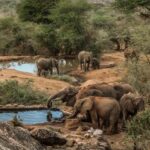 Namunyak wildlife conservation trust, Conservancy definition, Namunyak wildlife conservancy,, Namunyak Conservancy, Reteti Elephant Sanctuary. best conservancies in Kenya, conservancies in Kenya, List of conservancies in Kenya, Private conservancies in Kenya, Wildlife conservancies in Kenya