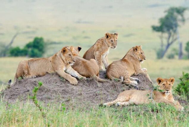 Olare Motorogi Conservancy, Olare Orok Conservancy, Olare Conservancy, Olare, Olare Motorogi Conservancy camps. Masai Mara Self Drive, Masai Mara tours%2LS