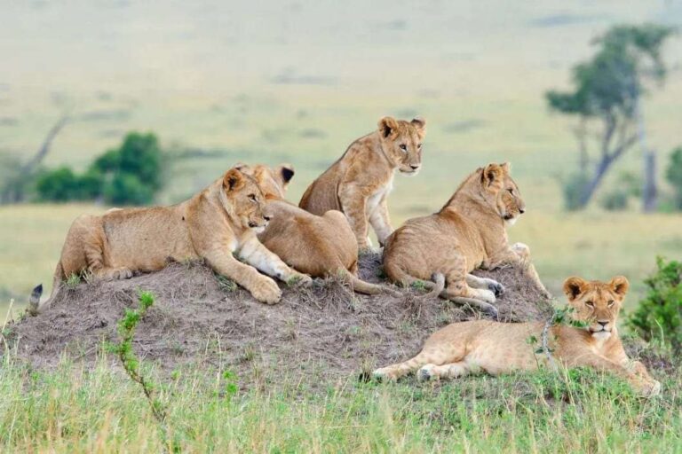 Olare Motorogi Conservancy, Olare Orok Conservancy, Olare Conservancy, Olare, Olare Motorogi Conservancy camps. Masai Mara Self Drive, Masai Mara tours, Game Drive in Masai Mara, Masai Mara Self Drive Safari, Masai Mara 3-day package