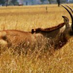 Ruma National Park, Ruma National Park Kenya, Ruma National Park entrance fee, Ruma National Park animals, Ruma National Park Location