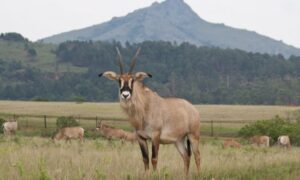 Ruma National Park, Ruma National Park Kenya, Ruma National Park entrance fee, Ruma National Park animals, Ruma National Park Location