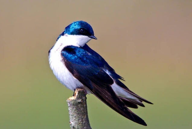 Ruma National Park, Ruma National Park Kenya, Ruma National Park entrance fee, Ruma National Park animals, Ruma National Park Location. Bird watching in Kenya, Birding in Kenya, Bird watching safaris in Kenya, Birds in Kenya safari, Birds in Kenya