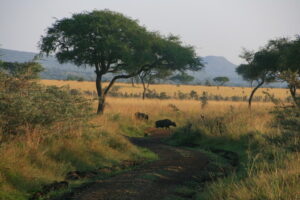 Ruma National Park, Ruma National Park Kenya, Ruma National Park entrance fee, Ruma National Park animals, Ruma National Park Location