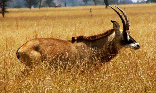 Ruma National Park, Ruma National Park Kenya, Ruma National Park entrance fee, Ruma National Park animals, Ruma National Park Location