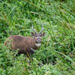 Saiwa Swamp National Park, Saiwa national park, Saiwa swamp national park Kitale, Saiwa national park kenya, Saiwa swamp national park location. national parks in Kenya, top 10 national parks in kenya, wildlife parks in kenya, national parks in east africa, top national parks in kenya