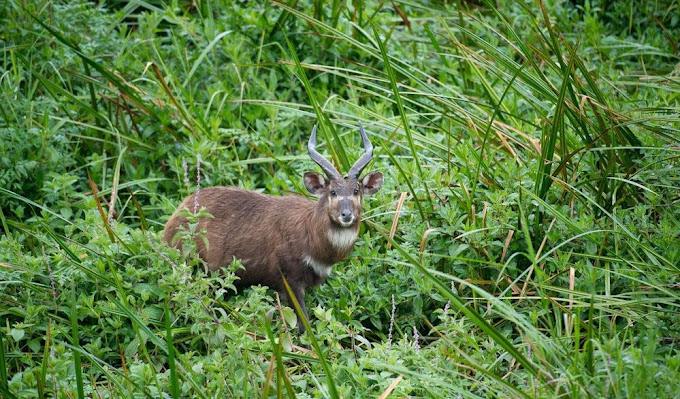 2025 Top Guide to Saiwa Swamp National Park -Naicef +254799922277