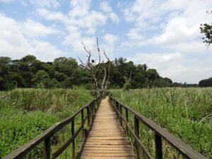 Saiwa Swamp National Park, Saiwa national park, Saiwa swamp national park Kitale, Saiwa national park kenya, Saiwa swamp national park location