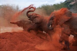 Best Places To Go For A Road Trip In Kenya • Naicef Tsavo East National Park, Tsavo East National Park Kenay, Tsavo East National Park in Kenya, Tsavo East National Park accommodation, Tsavo East National Park lodges. 5 days Tsavo Mombasa Safari Holiday, Tsavo East National Park Safari, Tsavo West National Park Safari, Mombasa City Tour, Safari Tour Mombasa safari tours in Kenya, best safari packages in Kenya, safari package holidays in Kenya, best safari in Kenya, top 10 best safaris in Kenya.Best Places to go for a road trip in Kenya, Best Road Trips in Kenya, Great road trip routes, Road Trip Ideas In Kenya, Kenya Road Trip