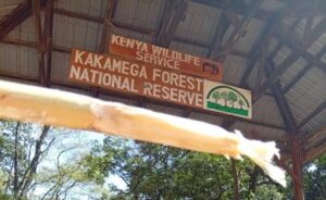 Kakamega Forest National Reserve, Kakamega Forest accommodation, Kakamega Forest activities, Kakamega Forest National Reserve Charges, Kakamega Forest National Reserve attractions