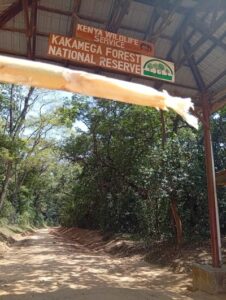 2025 Best Places, Attractions & Things To Do in Kakamega County- Naicef • Naicef Kakamega Forest National Reserve, Kakamega Forest accommodation, Kakamega Forest activities, Kakamega Forest National Reserve Charges, Kakamega Forest National Reserve attractions. places to visit in Kakamega, things to do in Kakamega, tourist attractions in Kakamega, best hotels in Kakamega, best time to visit Kakamega