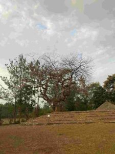 Nabongo Mumia Cultural Centre, Nabongo Mumia, Nabongo cultural centre, Nabongo Mumia history, Busaa drinking