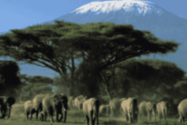 5 Days Big Five Safari Package, Lake Nakuru animals, Masai Mara Wildlife Safari, Big 5 Animals Masai Mara, Amboseli wildlife safari 