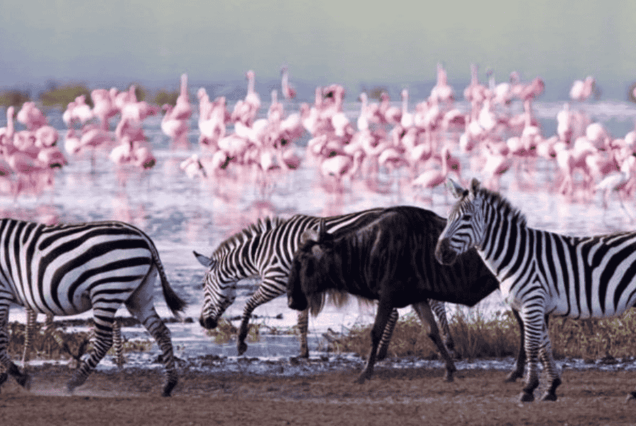 game drive in Lake Nakuru National Park, gorgeous Lake Naivasha Kenya, boat riding in Naivasha, Hyrax Hill prehistoric site and museum, game drive Kenya
