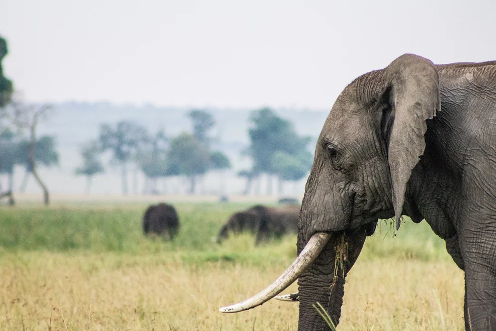 Enonkishu Conservancy, Enonkishu Conservancy Kenya, Enonkishu Kenya, Enonkishu Conservancy in Kenya, Enonkishu Conservancy Fees. Tourist Attractions In Elgeyo Marakwet, Best places to visit in Elgeyo Marakwet County, Things to do in Elgeyo-Marakwet County, Hotels in Elgeyo Marakwet, Where is Elgeyo Marakwet located, best conservancies in Kenya, conservancies in Kenya, list of conservancies in Kenya, private conservancies in Kenya, Wildlife Conservancies in Kenya. Best Places To Visit in Narok County, Things To Do In Narok County, Best Tourist Attractions in Narok County, Best Places To Stay In Narok County, Best Time To Visit Narok County