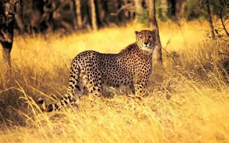 Enonkishu Conservancy, Enonkishu Conservancy Kenya, Enonkishu Kenya, Enonkishu Conservancy in Kenya, Enonkishu Conservancy Fees. Buffalo Springs National Reserve, Buffalo Springs National Reserve Kenya, Buffalo Springs Trail, Samburu Buffalo Springs National Reserve, Buffalo Springs National Reserve Fees