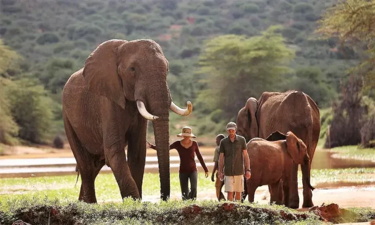 Enonkishu Conservancy, Enonkishu Conservancy Kenya, Enonkishu Kenya, Enonkishu Conservancy in Kenya, Enonkishu Conservancy Fees