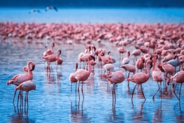2 Days Lake Nakuru safari package, Lake nakuru package, lake nakuru safari, lake nakuru itinerary, lake nakuru tour packages. 4 Days Lake Nakuru and Lake Naivasha tour, Lake Naivasha and Lake Nakuru, Lake Nakuru and Lake Naivasha, 1 Day Lake Nakuru Safari, Naivasha tour packages. game drive in Lake Nakuru National Park, gorgeous Lake Naivasha Kenya, boat riding in Naivasha, Hyrax Hill prehistoric site and museum, game drive Kenya. Bird watching Kenya, Birding in Kenya, Birding tours in Kenya, What is bird watching, How to start bird watching. Lake Bogoria, Lake Bogoria National Reserve, hot springs Lake Bogoria, Lake Bogoria flamingos, geyser Lake Bogoria. Masai Mara and Lake Nakuru safari,  4 Days Lake Nakuru and Masai Mara Road Safari, Masai Mara Lake Nakuru safari, Masai Mara & Lake Nakuru Luxury Safari,  4 Days Masai Mara Lake Nakuru safari