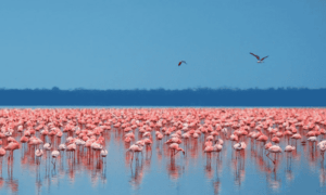 2 Days Lake nakuru national park package, Lake nakuru package, lake nakuru safari, lake nakuru itinerary, lake nakuru tour packages. Lake Bogoria, Lake Bogoria National Reserve, Hot Springs Lake Bogoria, Lake Bogoria Flamingos, Geyser Lake Bogoria. Lake Manyara National Park Tanzania, Tanzania Lake Manyara National Park, Lake Manyara National Park Activities, History of Lake Manyara National Park, Lake Manyara National Park accommodation