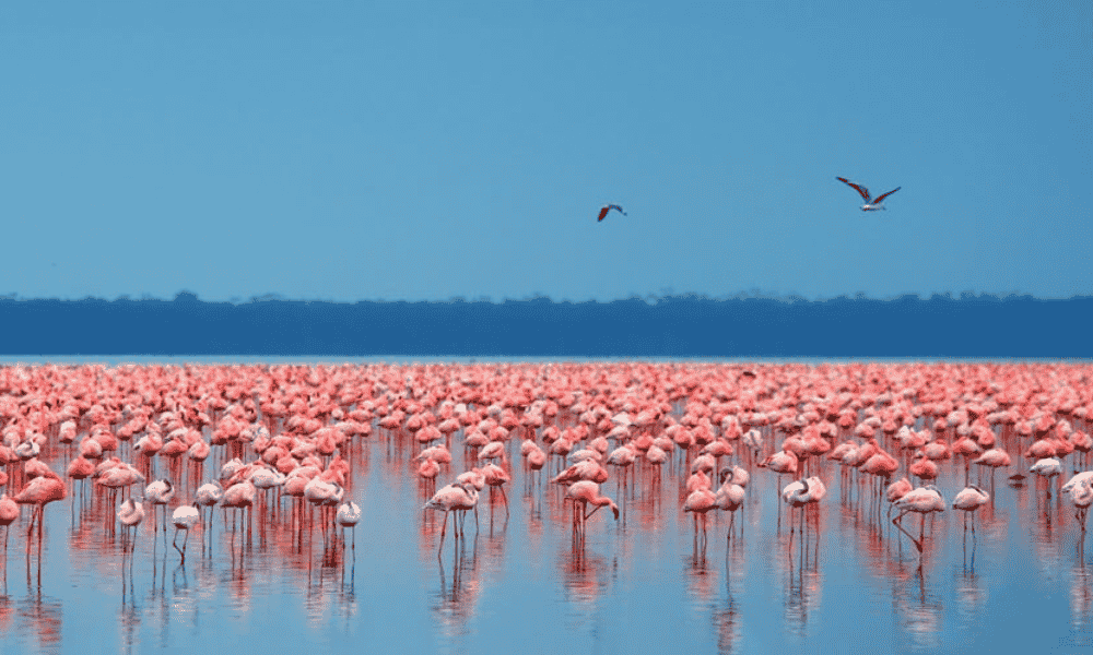 2 Days Lake nakuru national park package, Lake nakuru package, lake nakuru safari, lake nakuru itinerary, lake nakuru tour packages. Lake Bogoria, Lake Bogoria National Reserve, Hot Springs Lake Bogoria, Lake Bogoria Flamingos, Geyser Lake Bogoria