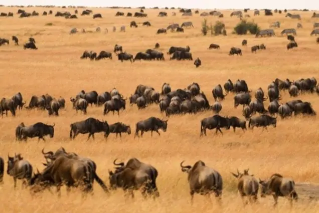 safari tours in Kenya, best safari packages in Kenya, safari package holidays in Kenya, best safari in Kenya, top 10 best safaris in Kenya Best corporate safari packages in Kenya, Corporate tour packages in Kenya, corporate safaris in Kenya, corporate tours in Kenya, corporate packages in Kenya. Masai Mara and Lake Nakuru safari,  4 Days Lake Nakuru and Masai Mara Road Safari, Masai Mara Lake Nakuru safari, Masai Mara & Lake Nakuru Luxury Safari,  4 Days Masai Mara Lake Nakuru safari