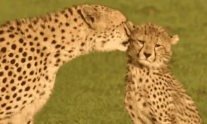Unforgettable Kenya Wildlife Safari Tour – Top Kenyan Safari Packages & Great Wildlife Migration • Naicef tourist attractions in Meru County, places to visit in Meru County, best hotels in Meru, things to do in Meru, tour Meru.Kenya wildlife safari, Kenya wildlife safari packages, Kenya wildlife migration, Kenya wildlife safari tour, Kenyan wildlife safari packages