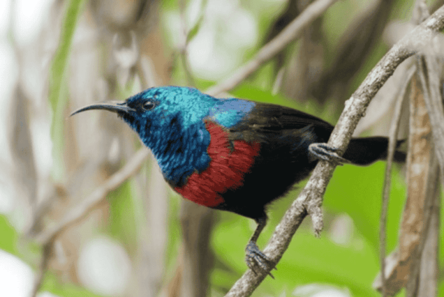 Birding Kenya, Birds Nairobi National Park, Nairobi bird watching, Nairobi birding, Bird watching Kenya