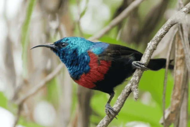 Birding Kenya, Birds Nairobi National Park, Nairobi bird watching, Nairobi birding, Bird watching Kenya