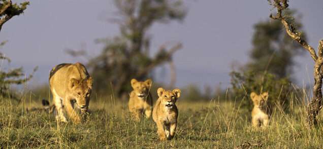 Lemek Conservancy, Lemek Kenya, Lemek Conservancy Masai Mara, Maasai Mara Lemek Conservancy, Lemek Conservancy Camps, Lemek Conservancy Kenya. Educational tour package, Mount Kenya day hike, camping for school, Mau-Mau cave Nanyuki, things to do in Ol Pejeta Conservancy. Best Places to Visit in Laikipia County, Things to do in Laikipia County, Tourist attractions in Laikipia County, Accommodations in Laikipia County, Best Time to Visit Laikipia County.Best Places To Visit In Makueni County, Makueni Tourist Attractions, Things To Do In Makueni County Kenya,  Places To Stay In Makueni, Hidden Gem In Kenya