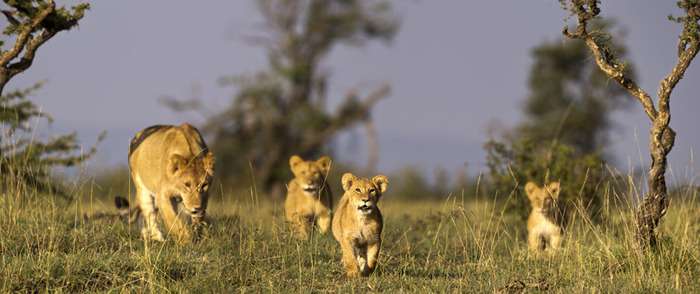 Lemek Conservancy, Lemek Kenya, Lemek Conservancy Masai Mara, Maasai Mara Lemek Conservancy, Lemek Conservancy Camps, Lemek Conservancy Kenya. Educational tour package, Mount Kenya day hike, camping for school, Mau-Mau cave Nanyuki, things to do in Ol Pejeta Conservancy. Best Places to Visit in Laikipia County, Things to do in Laikipia County, Tourist attractions in Laikipia County, Accommodations in Laikipia County, Best Time to Visit Laikipia County.Best Places To Visit In Makueni County, Makueni Tourist Attractions, Things To Do In Makueni County Kenya,  Places To Stay In Makueni, Hidden Gem In Kenya