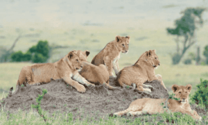 Best Lion Safari in Kenya: Top Places to See Lions in Africa African Safari Packages • Naicef Olare-Motorogi-Conservancy-Olare-Orok-Conservancy-Olare-Conservancy-Olare-Olare-Motorogi-Conservancy-camps - gallery. 4 Days Mara Amboseli Wildlife Safari, 4 Days Safari Itinerary, 4 Days Safari, 2 Days Masai Mara Safari, 1 Day Amboseli Safari. Big five African safari tours, best big five wildlife safari packages in Kenya, big five wildlife package in Kenya, big five wildlife package in Kenya cost, best big five wildlife package in Kenya from Nairobi.Best lion safari in kenya,Best place to see lion in Africa, Best African lion safari packages,Best time of day to visit lion country safari, Lion safari in kenya