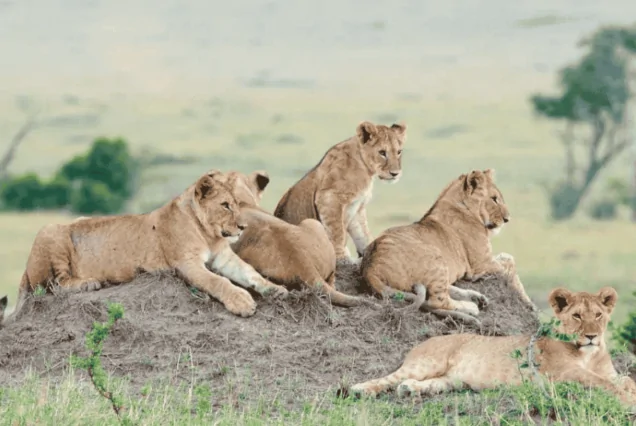 Olare-Motorogi-Conservancy-Olare-Orok-Conservancy-Olare-Conservancy-Olare-Olare-Motorogi-Conservancy-camps - gallery. 4 Days Mara Amboseli Wildlife Safari, 4 Days Safari Itinerary, 4 Days Safari, 2 Days Masai Mara Safari, 1 Day Amboseli Safari. Big five African safari tours, best big five wildlife safari packages in Kenya, big five wildlife package in Kenya, big five wildlife package in Kenya cost, best big five wildlife package in Kenya from Nairobi.Masai Mara and Lake Nakuru safari,  4 Days Lake Nakuru and Masai Mara Road Safari, Masai Mara Lake Nakuru safari, Masai Mara & Lake Nakuru Luxury Safari,  4 Days Masai Mara Lake Nakuru safari