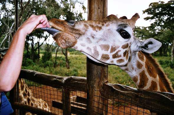 Top eco-tourism destinations in Kenya, Eco-tourism in Kenya, Best eco-friendly destinations in Kenya, Ecofriendly travel Kenya, Eco destinations in Kenya