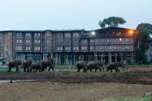 Treetops-Lodge. Places to visit in Nyeri Kenya, Fun places to visit in Nyeri, Tourist Attractions in Nyeri, Things to do in Nyeri, Best hotels in Nyeri