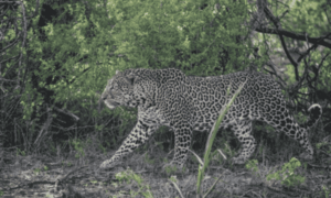 5 Days Big Five Safari Package, Lake Nakuru animals, Masai Mara Wildlife Safari, Big 5 Animals Masai Mara, Amboseli wildlife safari.Big five African safari tours, best big five wildlife safari packages in Kenya, big five wildlife package in Kenya, big five wildlife package in Kenya cost, best big five wildlife package in Kenya from Nairobi. 