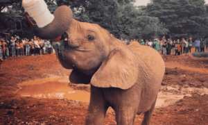 Top eco-tourism destinations in Kenya, Eco-tourism in Kenya, Best eco-friendly destinations in Kenya, Ecofriendly travel Kenya, Eco destinations in Kenya