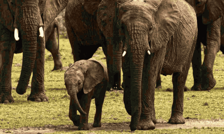 Best places to visit in Taita Taveta county, Best things to do in Taita Taveta, Best tourist attractions in Taita Taveta County, Best Time to visit in Taita Taveta, Accommodations in Taita Taveta. Masai Mara and Lake Nakuru safari,  4 Days Lake Nakuru and Masai Mara Road Safari, Masai Mara Lake Nakuru safari, Masai Mara & Lake Nakuru Luxury Safari,  4 Days Masai Mara Lake Nakuru safari