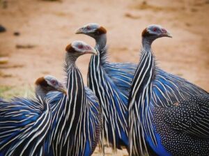 Tourist Attractions, Places To Stay, Things To Do & Best Places To Visit In Samburu County • Naicef Bird watching Kenya, Birding in Kenya, Birding tours in Kenya, What is bird watching, How to start bird watching.Best Places to visit in Samburu County, Best Things to do in Samburu Kenya, Best Tourist attractions in Samburu, Best places to stay in Samburu County, Best time to visit Samburu County