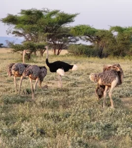 Buffalo Springs National Reserve 2025 Guide- Naicef +254799922277 • Naicef Buffalo Springs National Reserve, Buffalo Springs National Reserve Kenya, Buffalo Springs Trail, Samburu Buffalo Springs National Reserve, Buffalo Springs National Reserve Fees