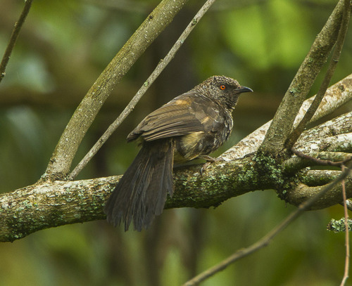 Mwea National Reserve, Mwea National Reserve attractions, Mwea National Reserve activities, Mwea National Reserve entrance fee, Mwea National Reserve accommodations. Best Places To Visit In Vihiga County, things to do in Vihiga County, tourist attractions in Vihiga County, best time to visit Vihiga County, accommodation in Vihiga County.Private Bird Watching in Nairobi, Exclusive Bird Watching Safari Kenya, Luxury Birding Kenya Tour, Personalized Nairobi Birding Experience, Tailored Nairobi Bird Watching Tour