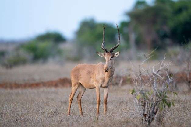 Places to visit in Garissa, Top 10 attractions in Garissa places, What to do in Garissa, Where is Garissa County located, Hotels in Garissa County
