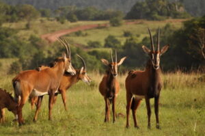 Best Places To Visit, Things To Do & Tourist Attractions In Kwale County • Naicef Shimba Hills National Reserve, Shimba Hills National Reserve attractions, Shimba Hills National Reserve activities, Shimba Hills National Reserve accommodations, Shimba Hills National Reserve entrance fees. Tourist attractions in Kwale county, Best places to visit in Kwale county, Best time to visit Kwale county, Things to do in Kwale county, Accommodations in Kwale county