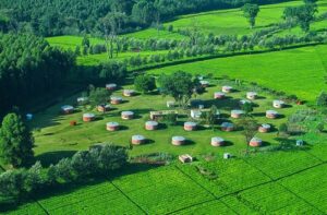 places to visit in Kericho, things to do in Kericho, Kericho hidden gems, tourist attractions in Kericho, hotels in Kericho county. Best places to visit in Nyamira County, Things to do in Nyamira County, Tourist attractions in Nyamira County, Best time to visit Nyamira County, Best places to stay in Nyamira County. Tea Farm Tours, Kenya tea farm, Tea Farm Tours Nairobi, Tea Farms In Limuru, Tea plantations in Kenya Kericho