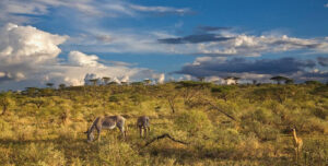 Best Places to Visit in Wajir County, Things to Do, Tourist Attractions & Accommodation • Naicef Bisanadi National Reserve, Bisanadi National Reserve attractions, Bisanadi National Reserve activities, Bisanadi National Reserve entrance fees, Bisanadi National Reserve accommodations. Best Places to Visit in Wajir, Best Things to Do in Wajir, Best Tourist Attractions in Wajir Kenya, Best Time to Visit Wajir, Accommodation in Wajir
