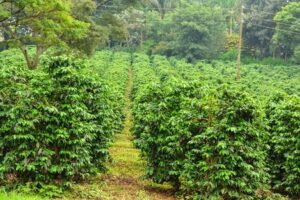 Best Places To Visit In Murang’a County, Tourist Attractions & Things To Do • Naicef tourist attractions in Kiambu County, places to visit in Kiambu County, best hotels in Kiambu, fun places along Kiambu road, things to do in Kiambu. Best places to visit in Murang'a County, things to do in Murang'a County, tourist attractions in Murang'a County, Best time to visit Murang'a County, accommodations in Murang'a County