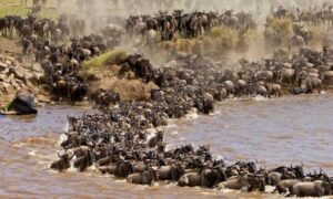 Best Places To Visit in Narok County, Things To Do In Narok County, Best Tourist Attractions in Narok County, Best Places To Stay In Narok County, Best Time To Visit Narok County