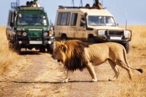 Best Lion Safari in Kenya: Top Places to See Lions in Africa African Safari Packages • Naicef Best lion safari in kenya,Best place to see lion in Africa, Best African lion safari packages,Best time of day to visit lion country safari, Lion safari in kenya