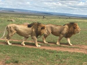 Best lion safari in kenya,Best place to see lion in Africa, Best African lion safari packages,Best time of day to visit lion country safari, Lion safari in kenya. 3 Days Serengeti safari, 3-day Serengeti safari from Arusha, 3 day safari Tanzania Serengeti, Serengeti safari tour 3 days, 3 days Serengeti safari itinerary. Akagera National Park, Akagera National Park Rwanda, Akagera National Park Safari, Lodges in Akagera National Park, Location of Akagera National Park