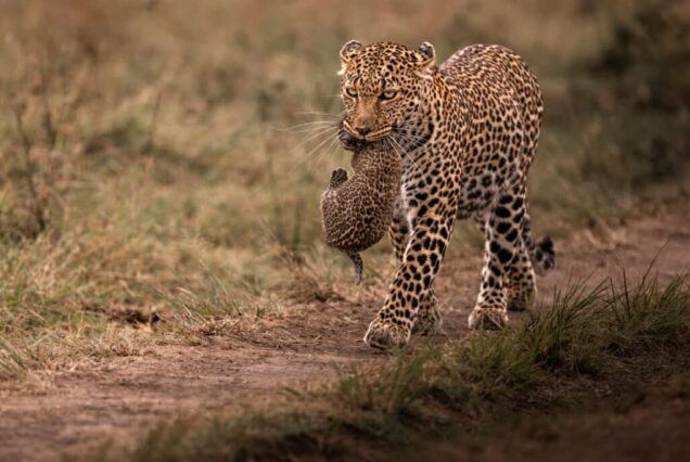 Best places to see leopards in Africa, Leopard safari, Kenya, Leopard Tours Safari, leopard package, Kenya leopard safari package leopard best wildlife Safaris in Kenya, Kenya wildlife safari cost, Kenya wildlife safari packages, wildlife safari in Kenya, best Kenya wildlife safari tours. 3 Days Samburu Safari, 3 Days Samburu Safari Luxury tour, Samburu Tour, Samburu luxury lodges, 3 Days Samburu flying safari 